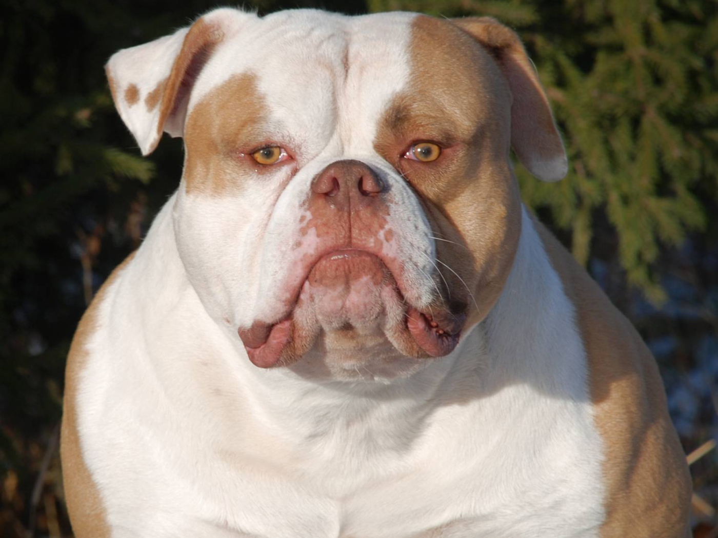Серьёзный американский бульдог