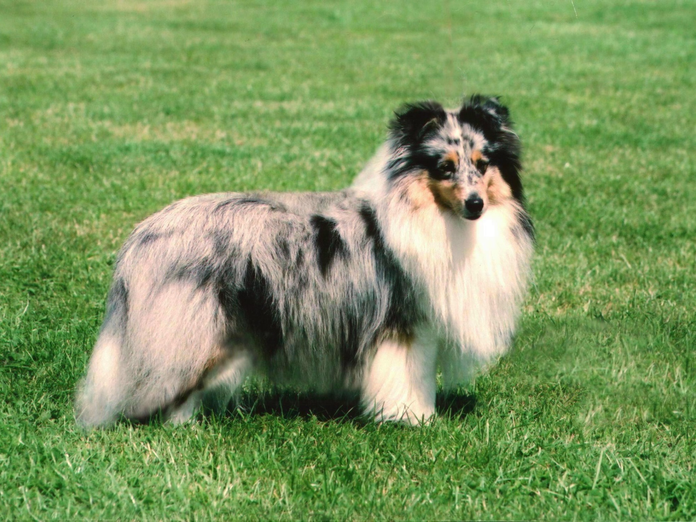 Собака породы шелти позирует летом на траве