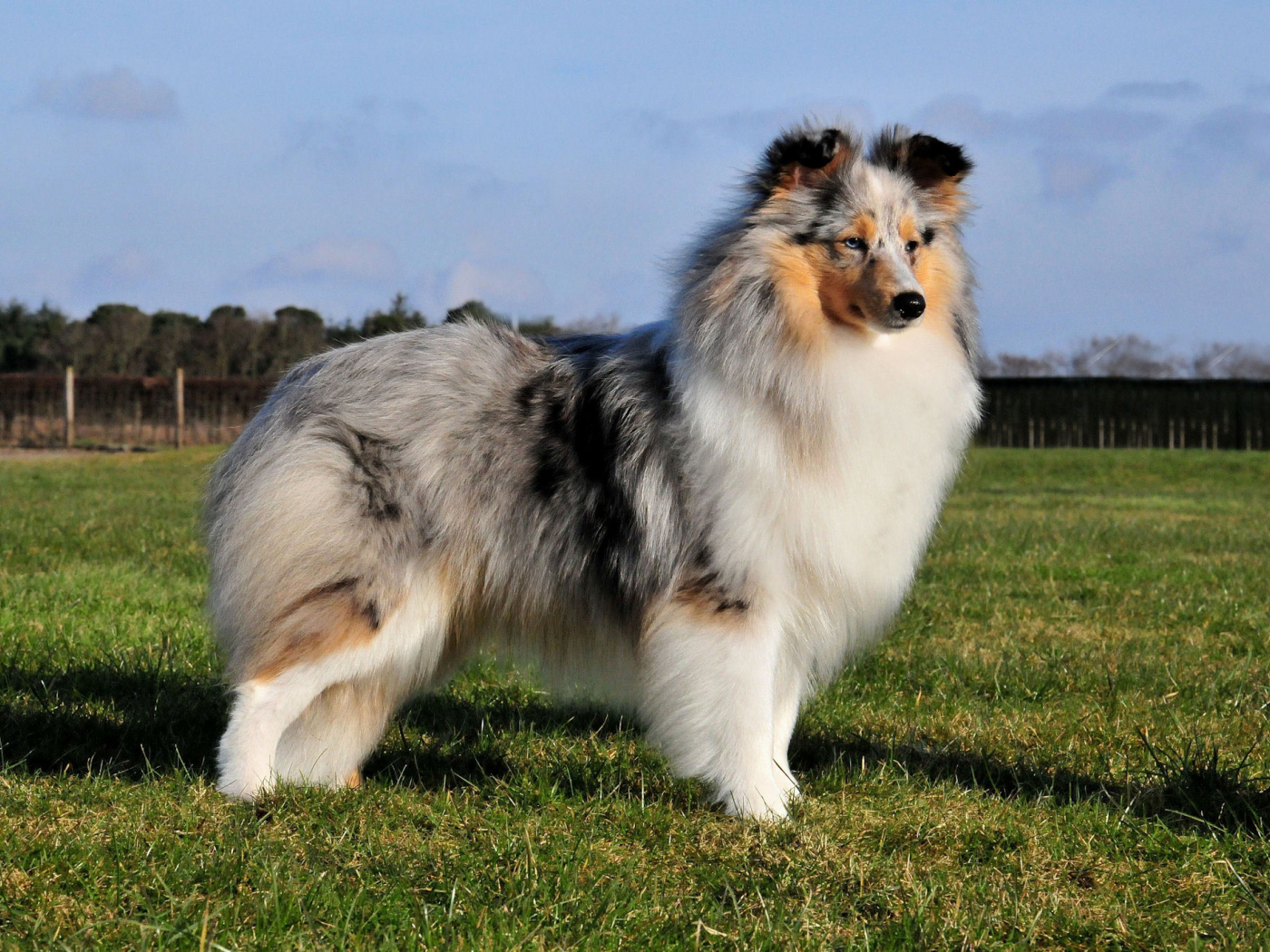 Sheltie breed dog posing outdoors