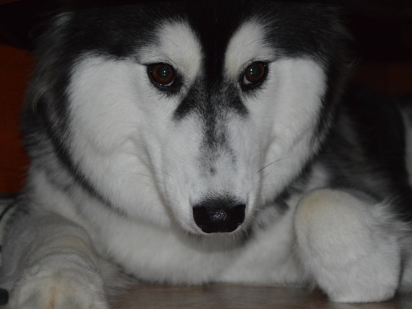 Застенчивый аляскинский маламут