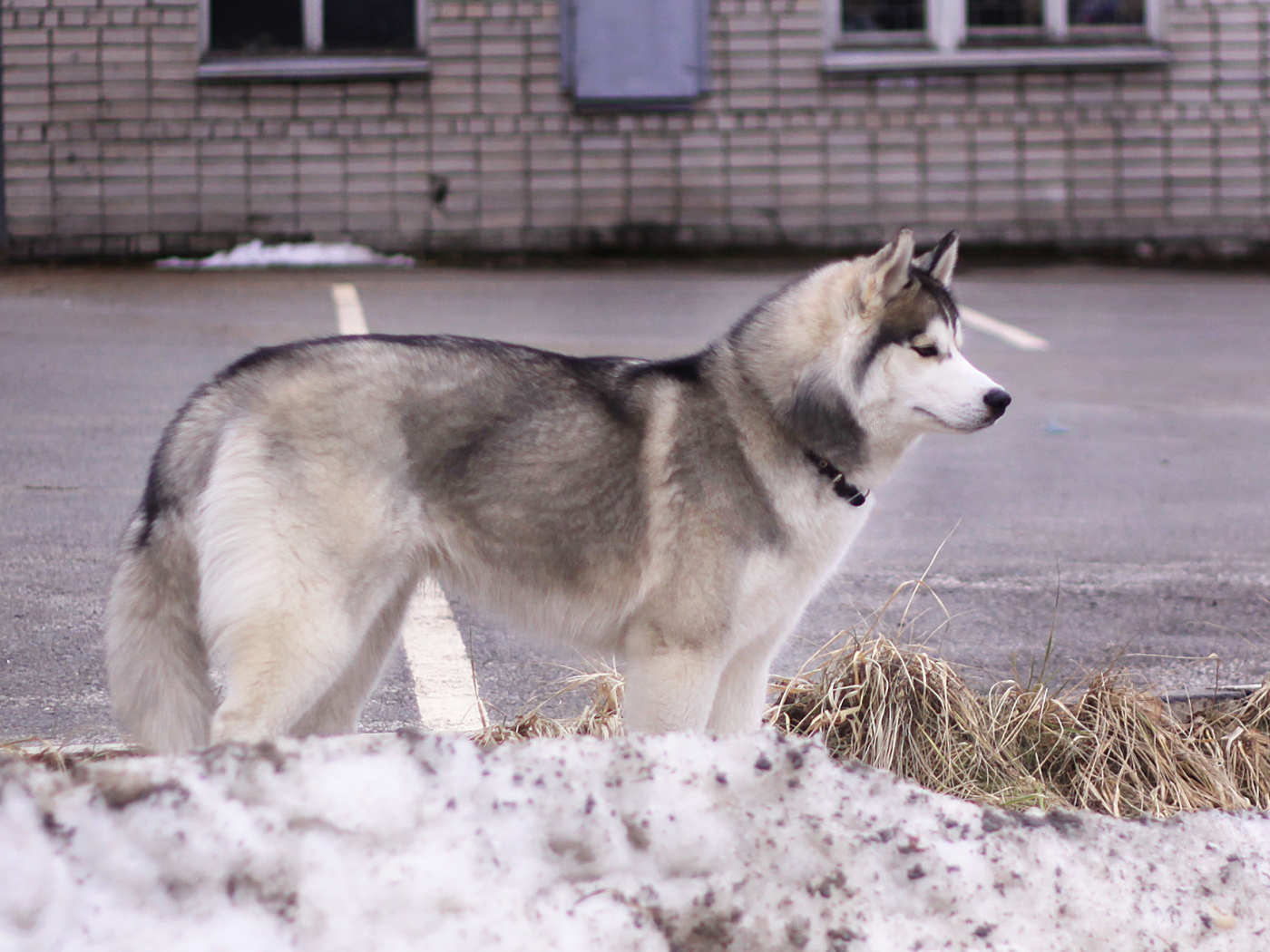 Сибирский хаски в городе