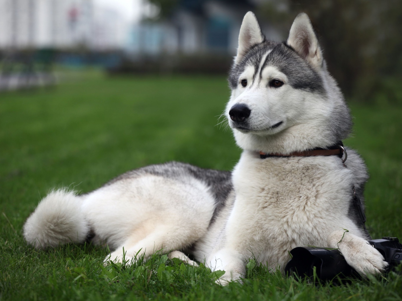 Сибирский хаски на заднем дворе