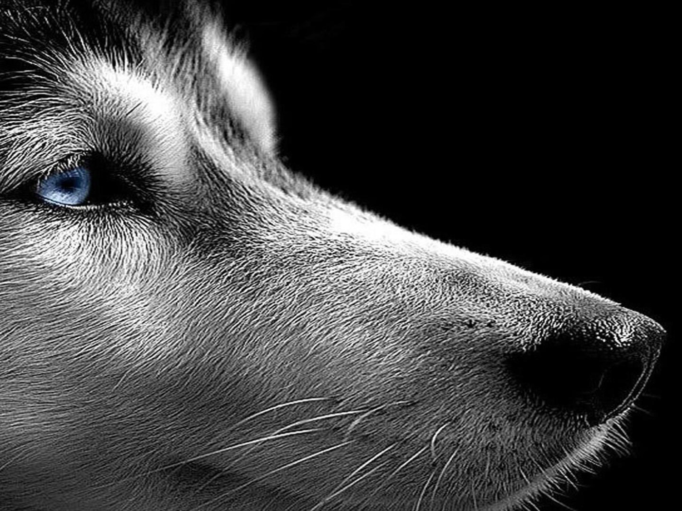 Сибирский хаски на черном фоне