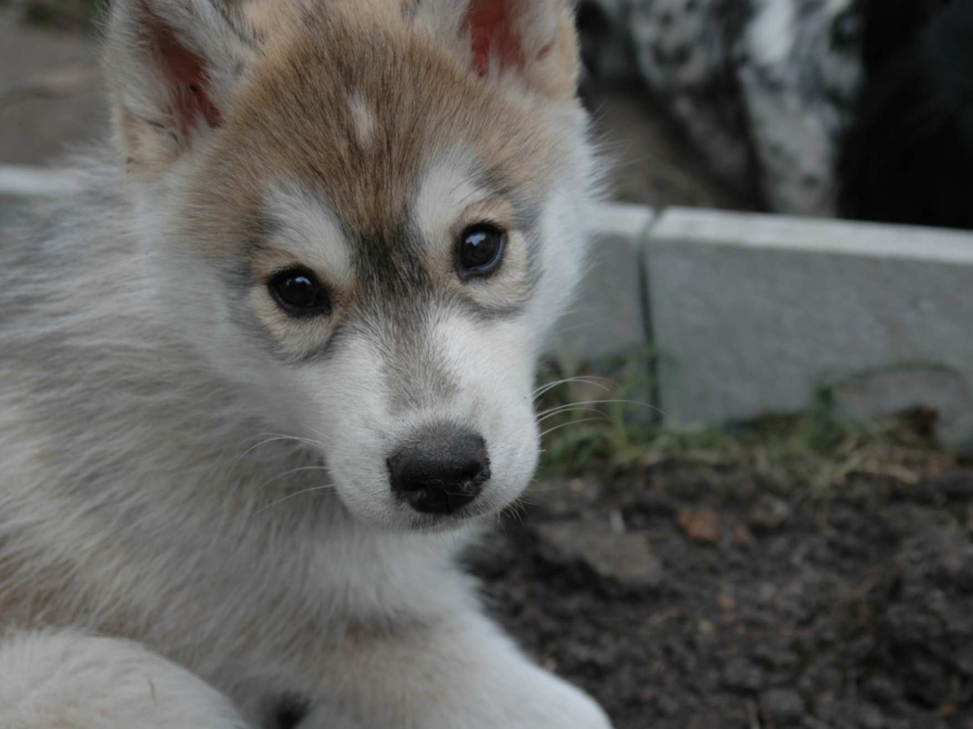 Маленький аляскинский маламут смотрит на фотографа