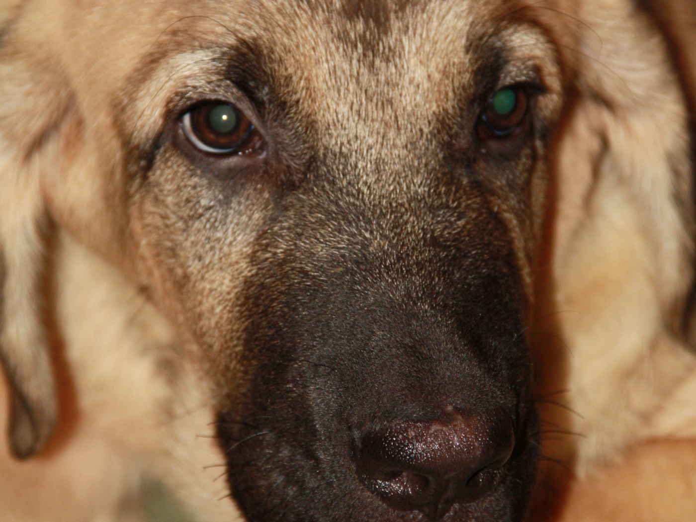 Испанский мастиф крупным планом 