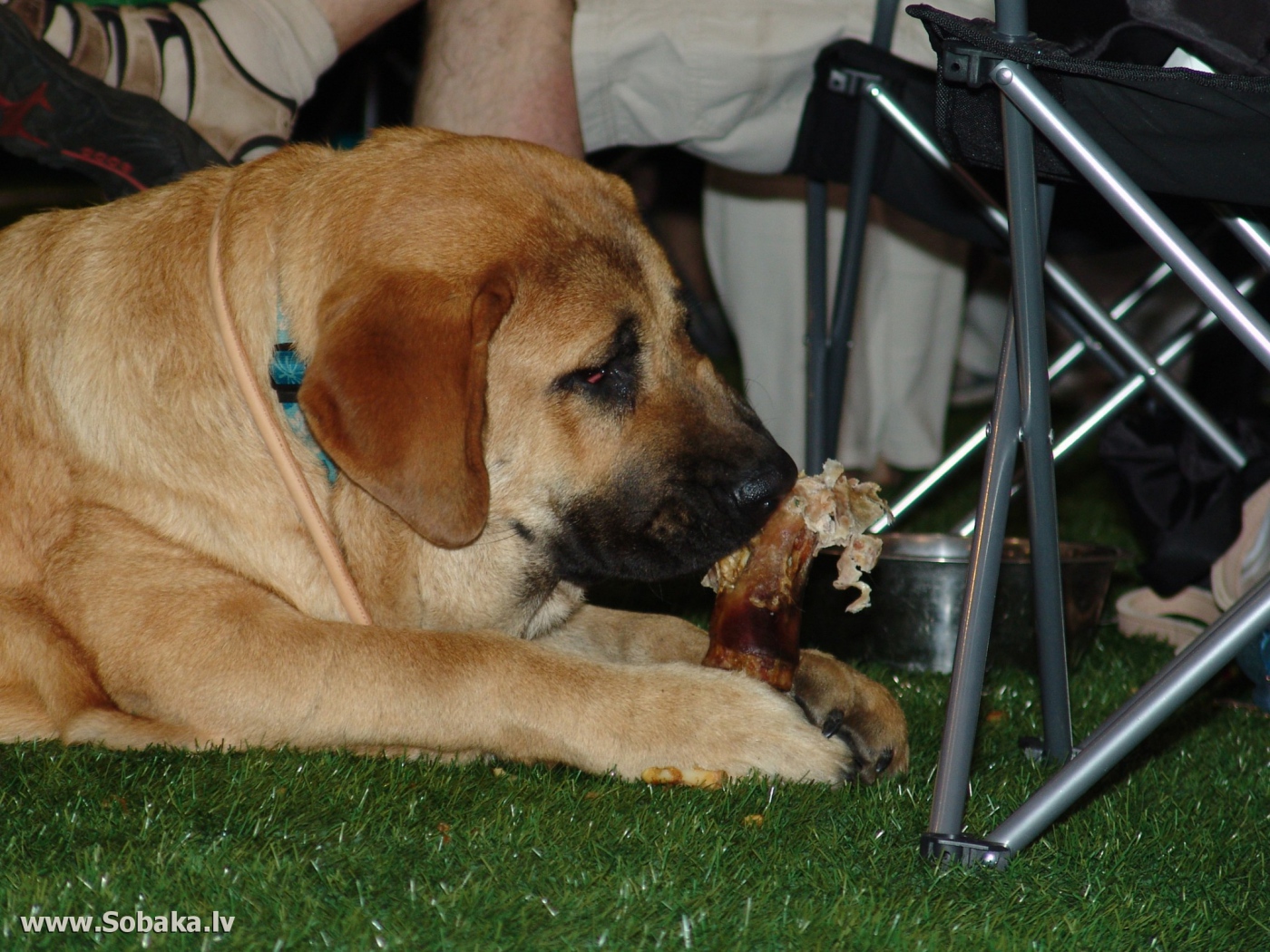 Испанский мастиф под столом