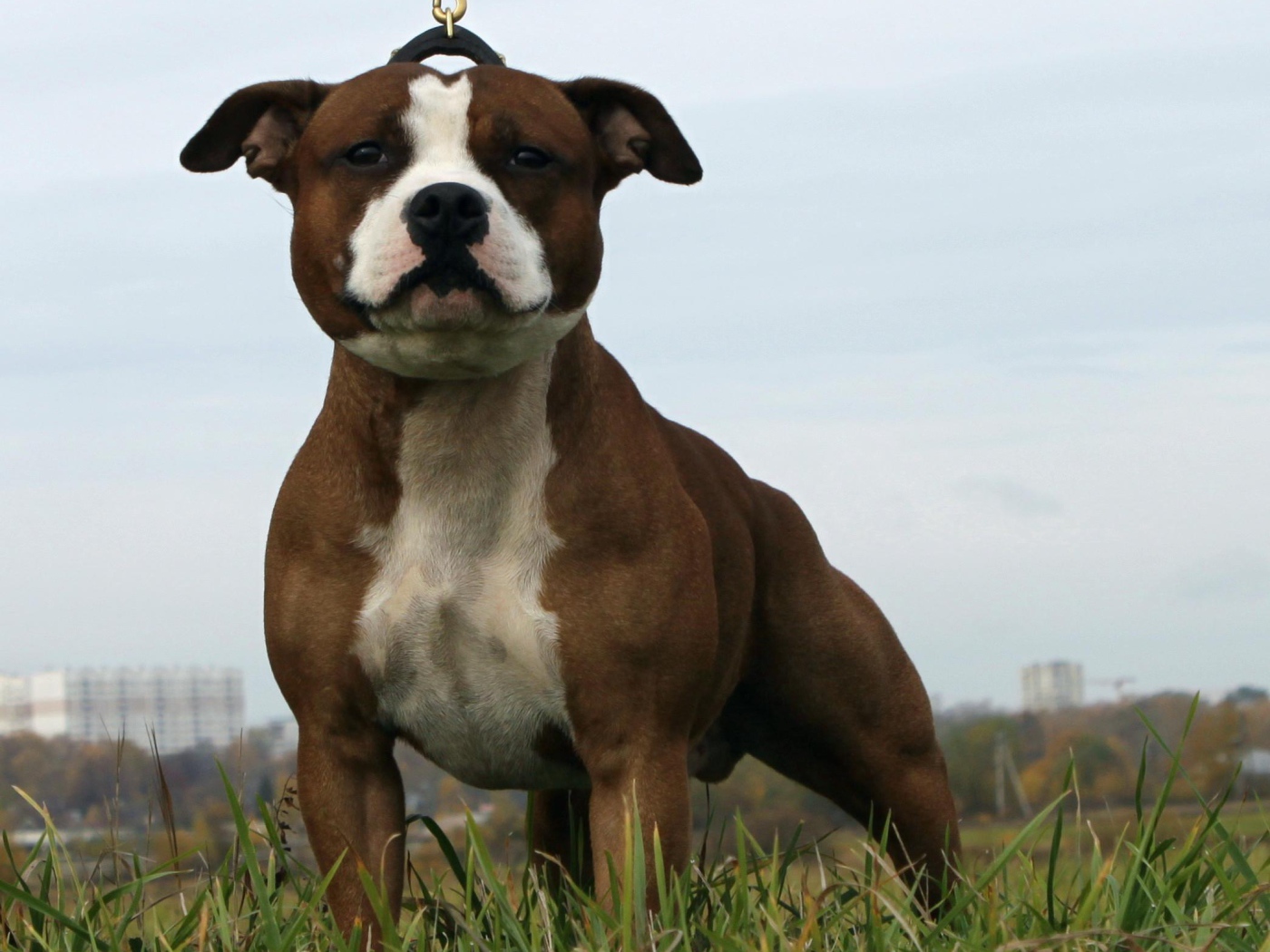 The Amazing Staffordshire Bull Terrier