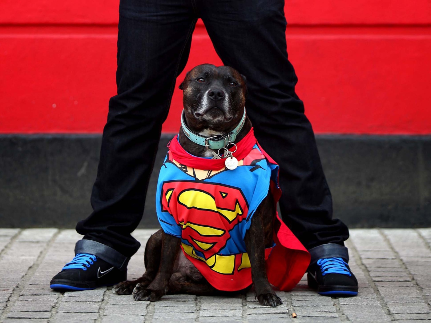 Супермен Стаффордширский бультерьер