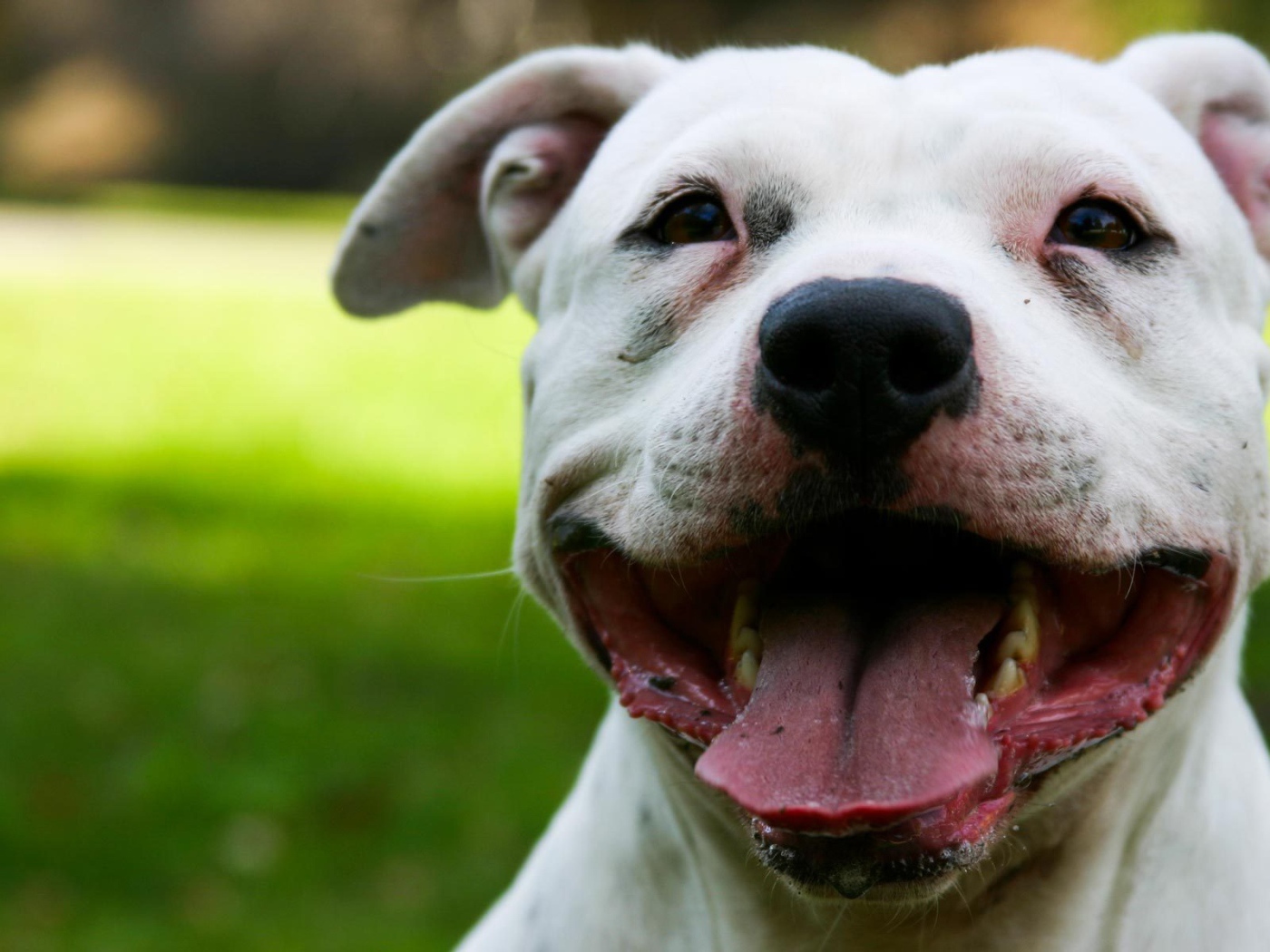 Белый Стаффордширский бультерьер