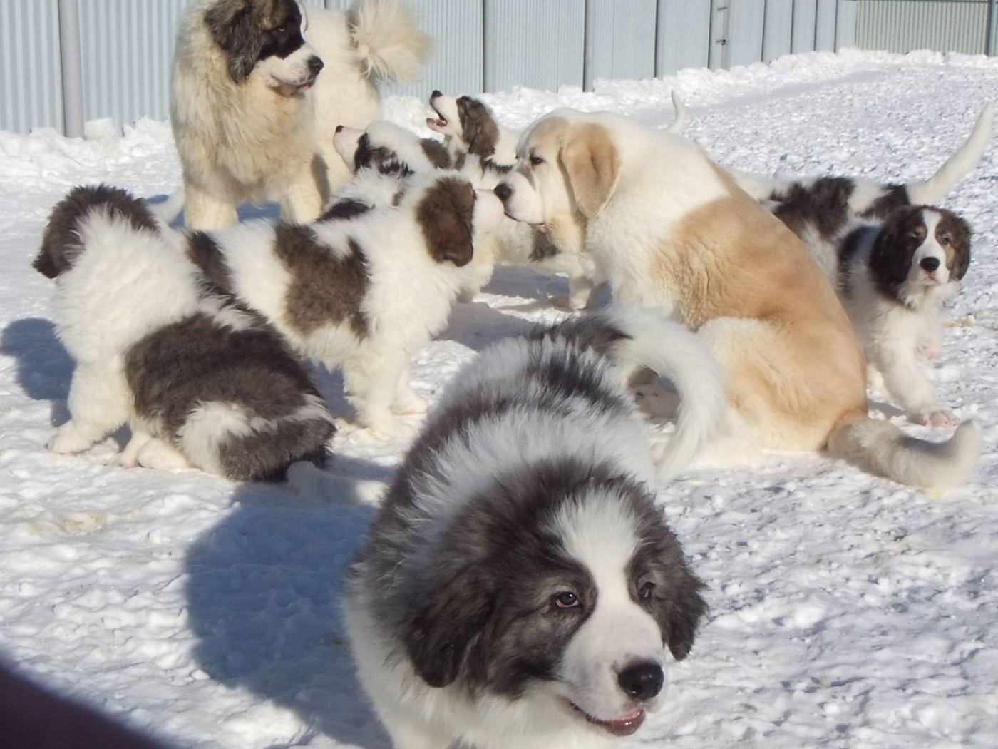 Семейство испанского мастифа