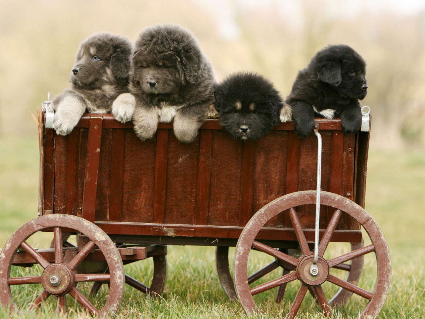 Полный вагон щенков тибетского мастифа