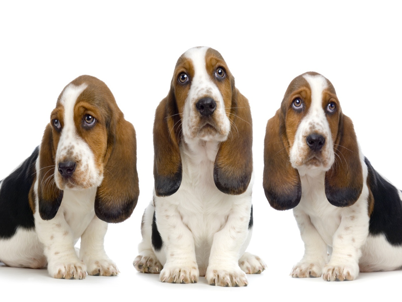 Три бассет-хаунда на белом фоне