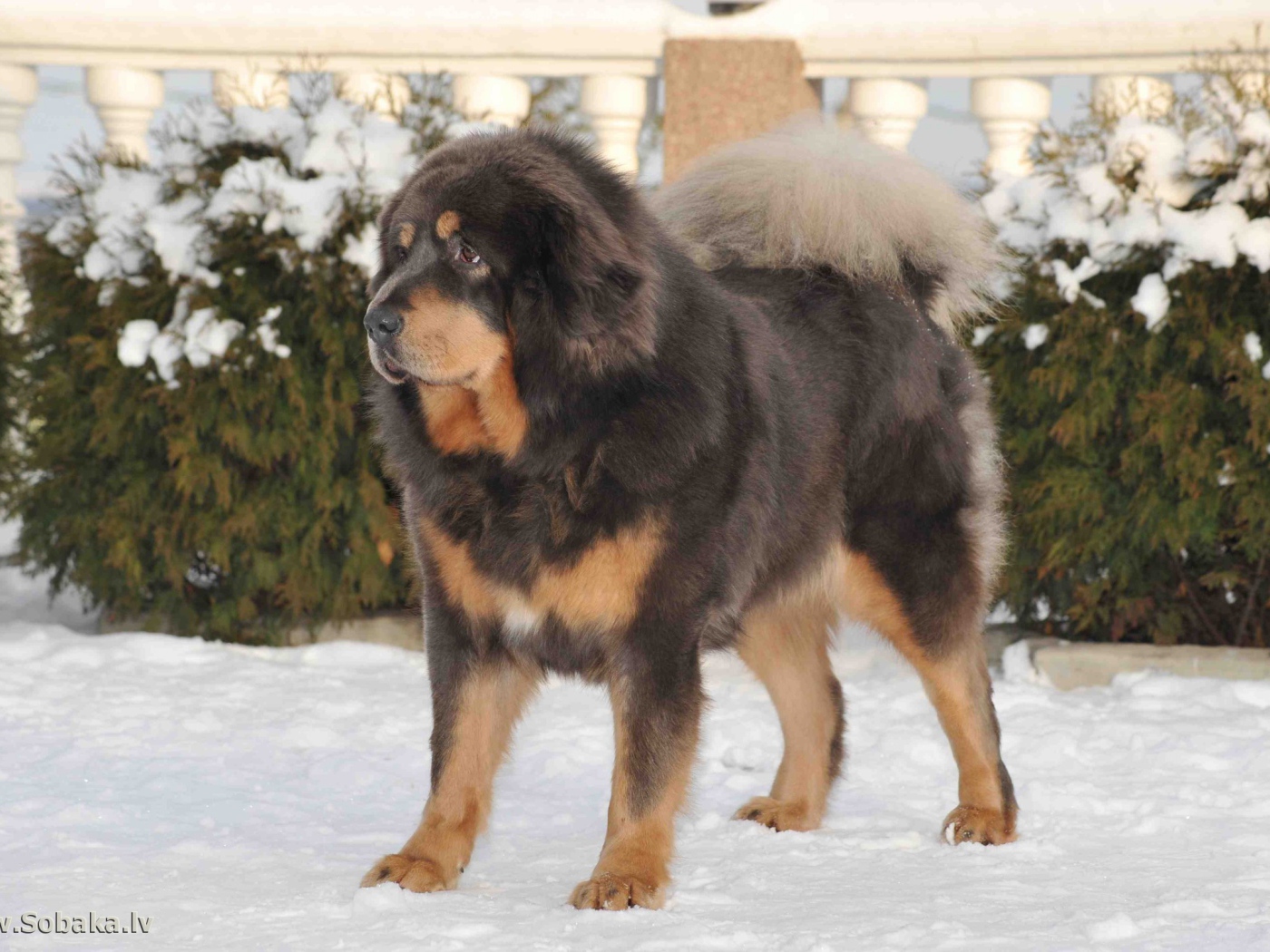 Тибетский мастиф на снегу