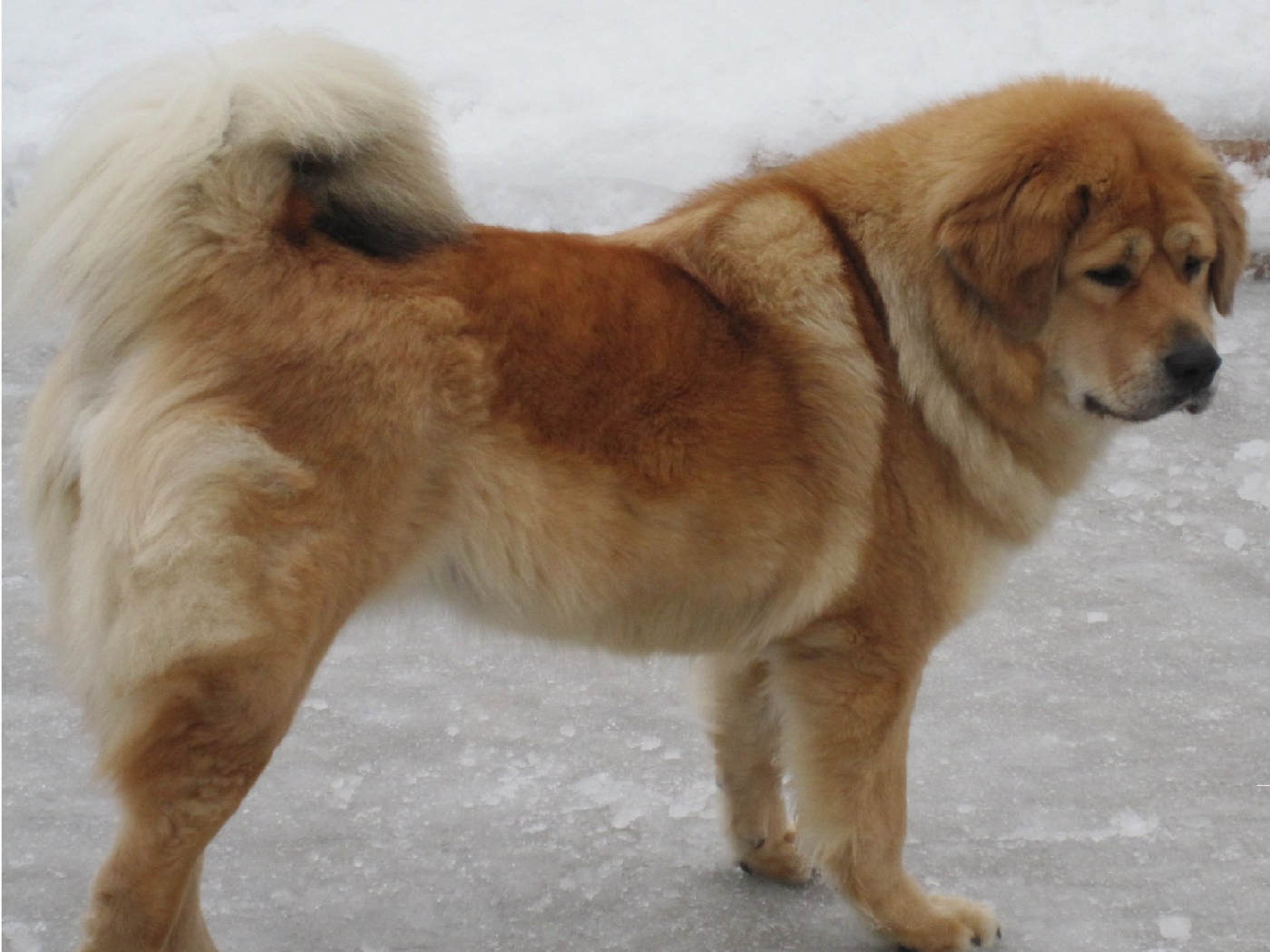 Тибетский мастиф на зимней улице