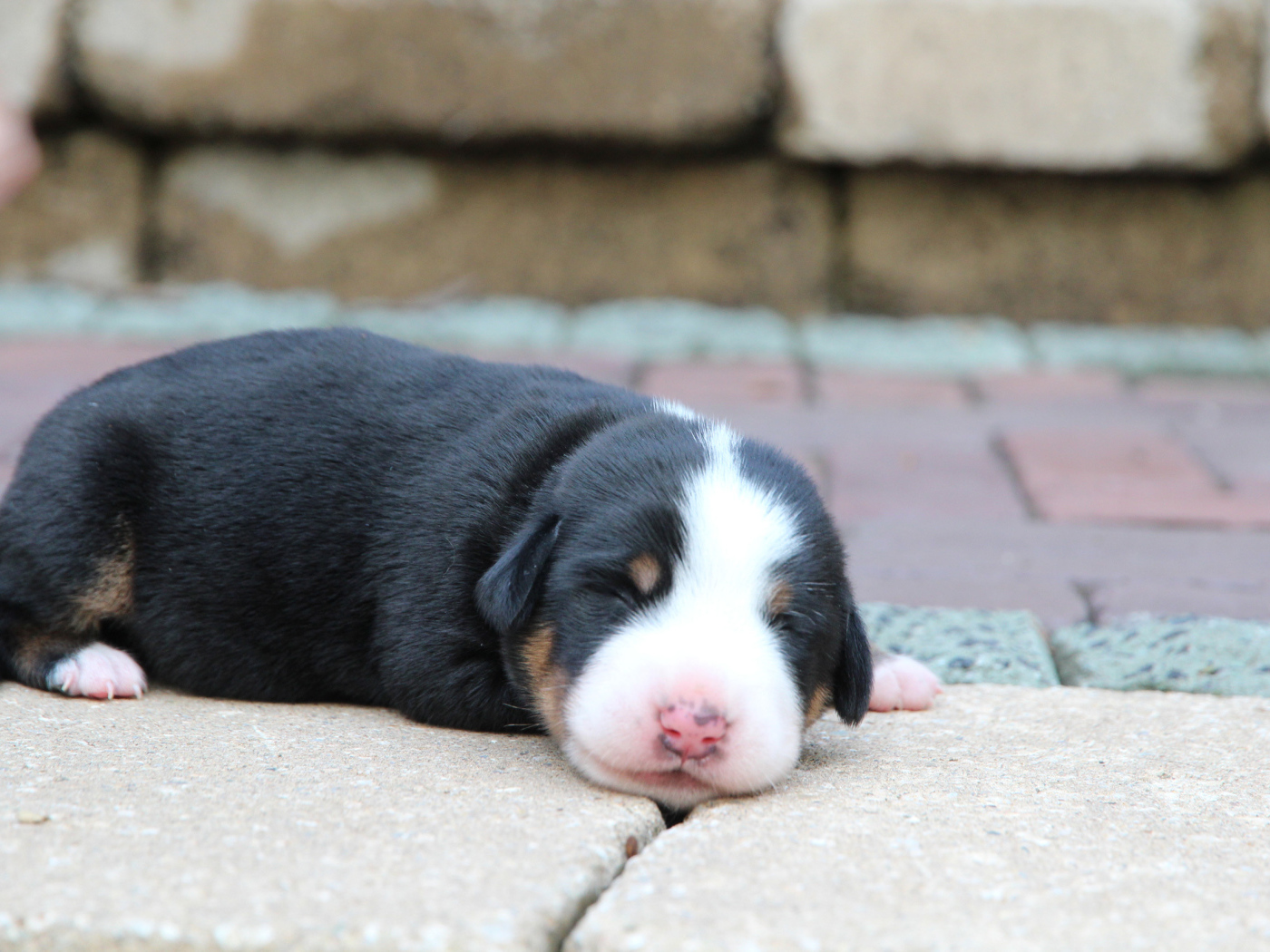Крохотный щенок большого швейцарского зенненхунда