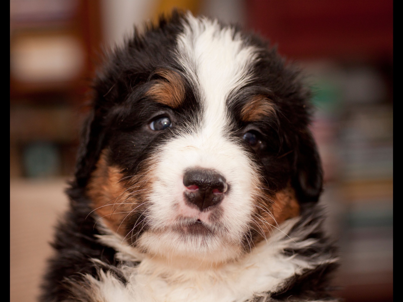 Крохотный щенок бернской пастушьей собаки