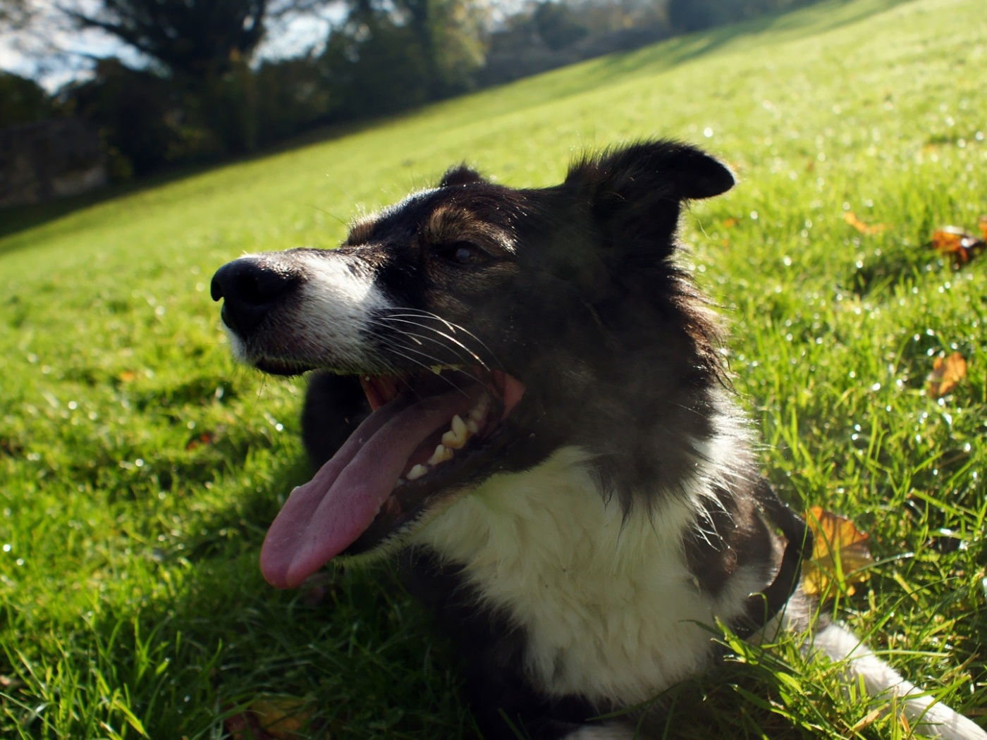 Уставшая бордер-колли лежит на траве