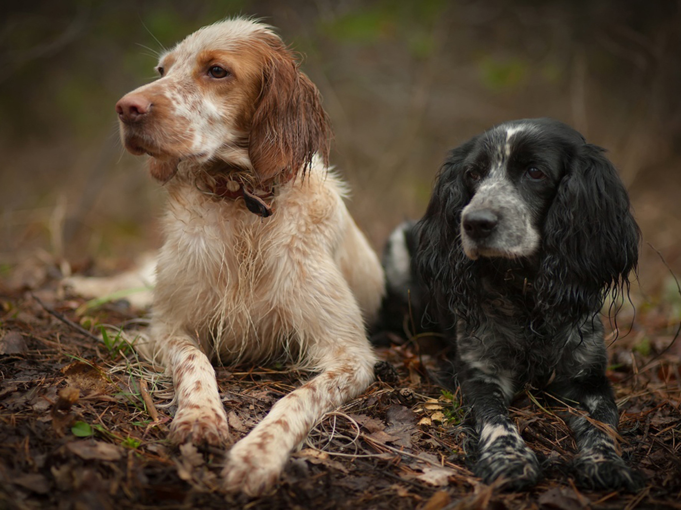 Два красивых английских сеттера