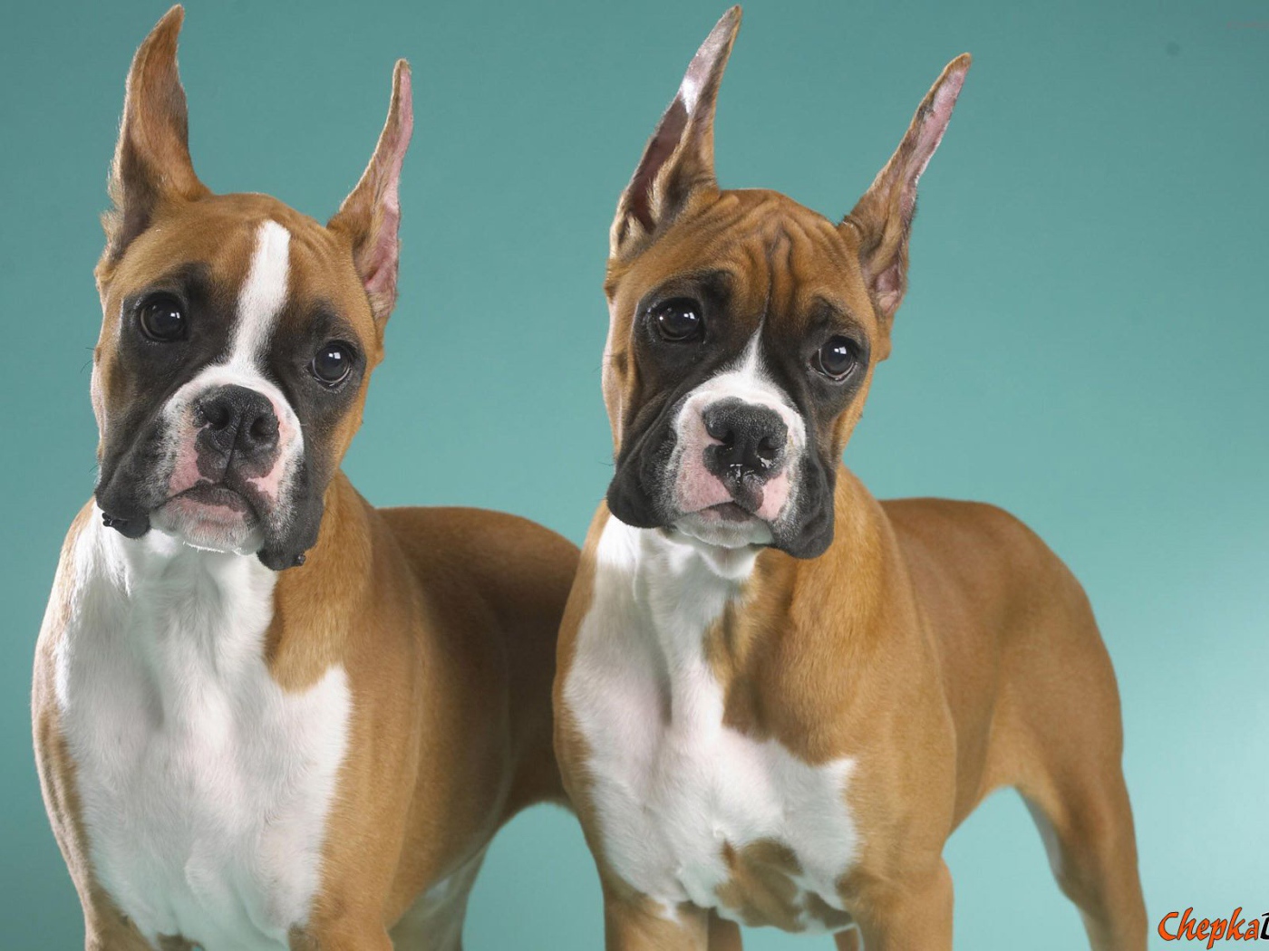 Два брата боксёра позируют