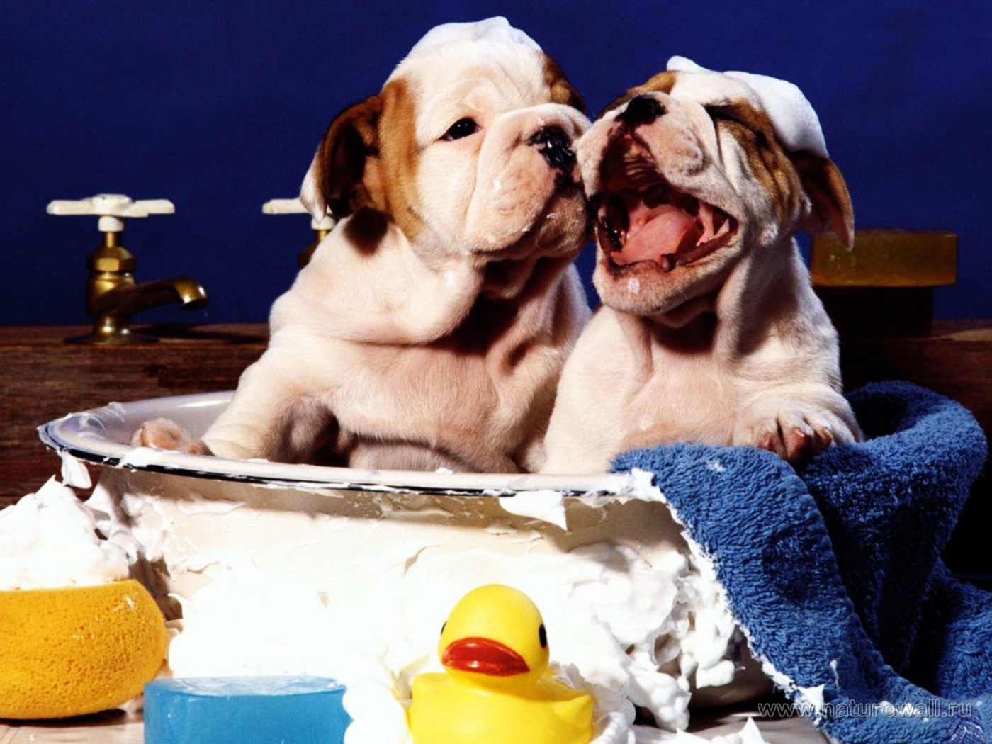 Щенки шарпея принимает ванну