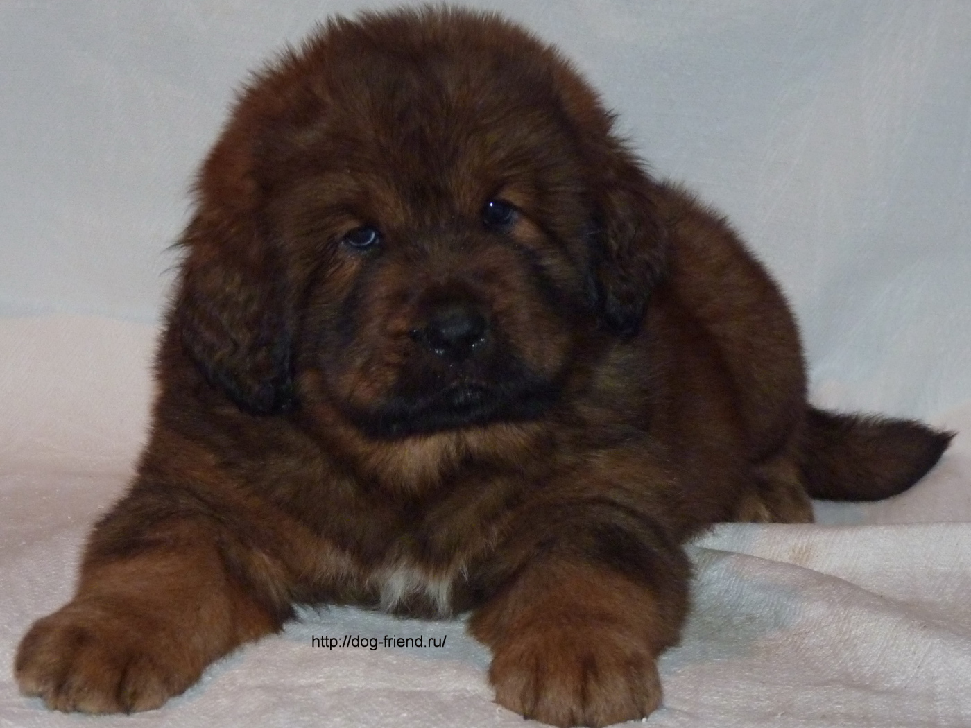 Очень маленький щенок тибетского мастифа