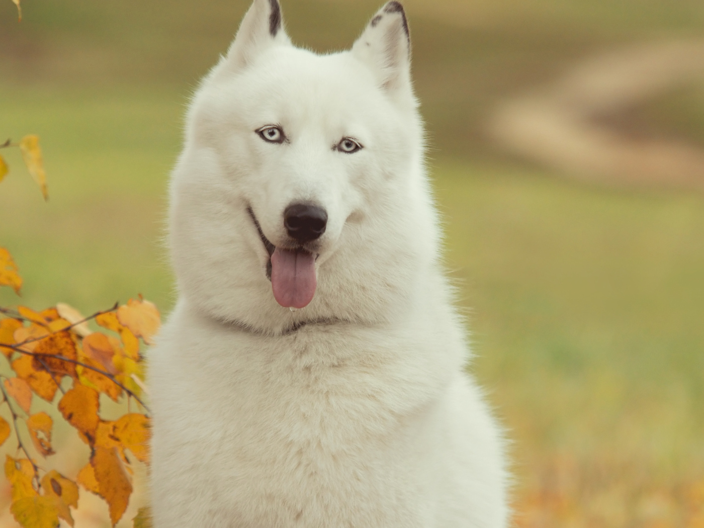 Белый Сибирский хаски