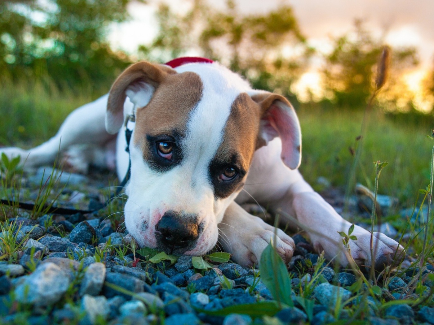 Белый боксёр лежит на камнях