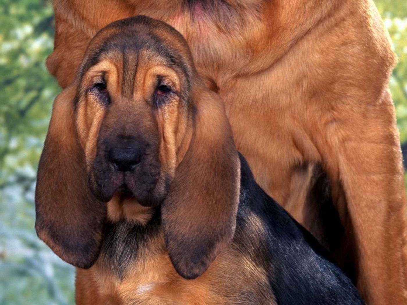 Молодой бладхаунд с мамой