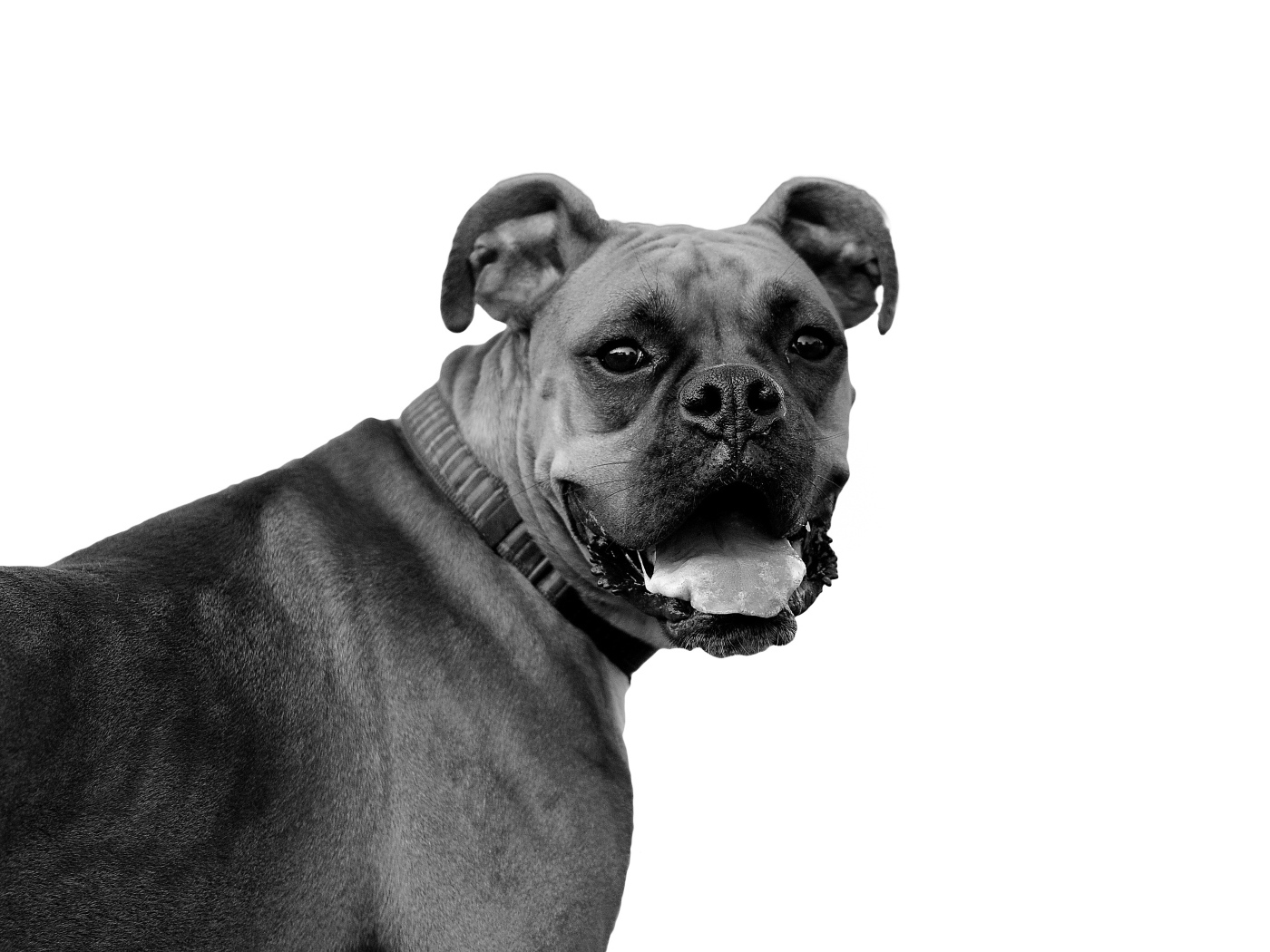 Красивый боксёр, чёрно-белое фото