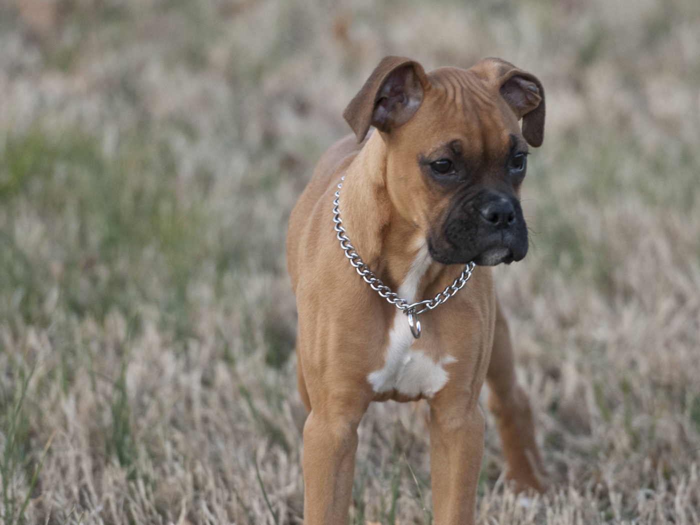 Красивый щенок боксёра кого-то увидел