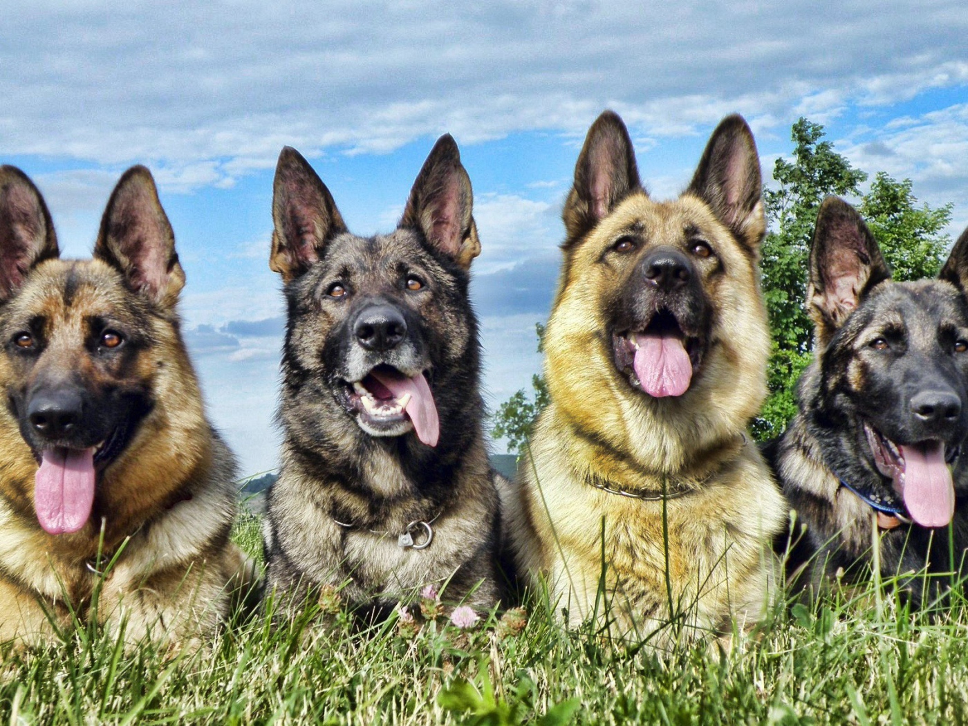 восточно-европейская овчарка экстерьер. европейская овчарка имена. клички для/ вео овчарок. восточноевропейская овчарка. старотипная восточно-европейская овчарка.