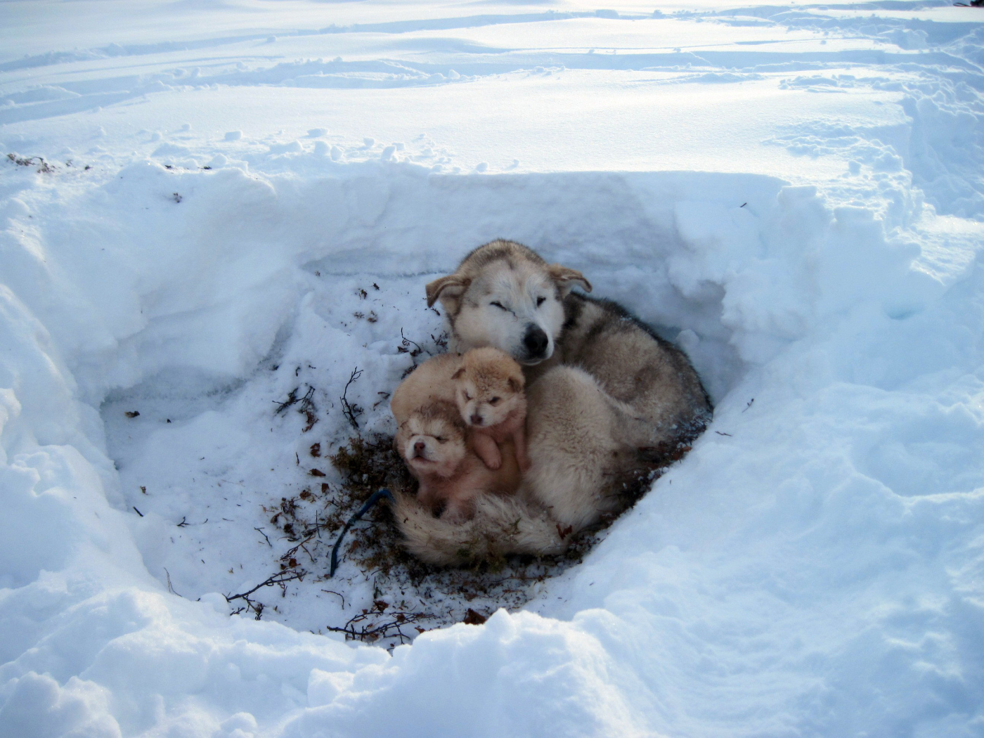 Собака со своим потомством в снегу