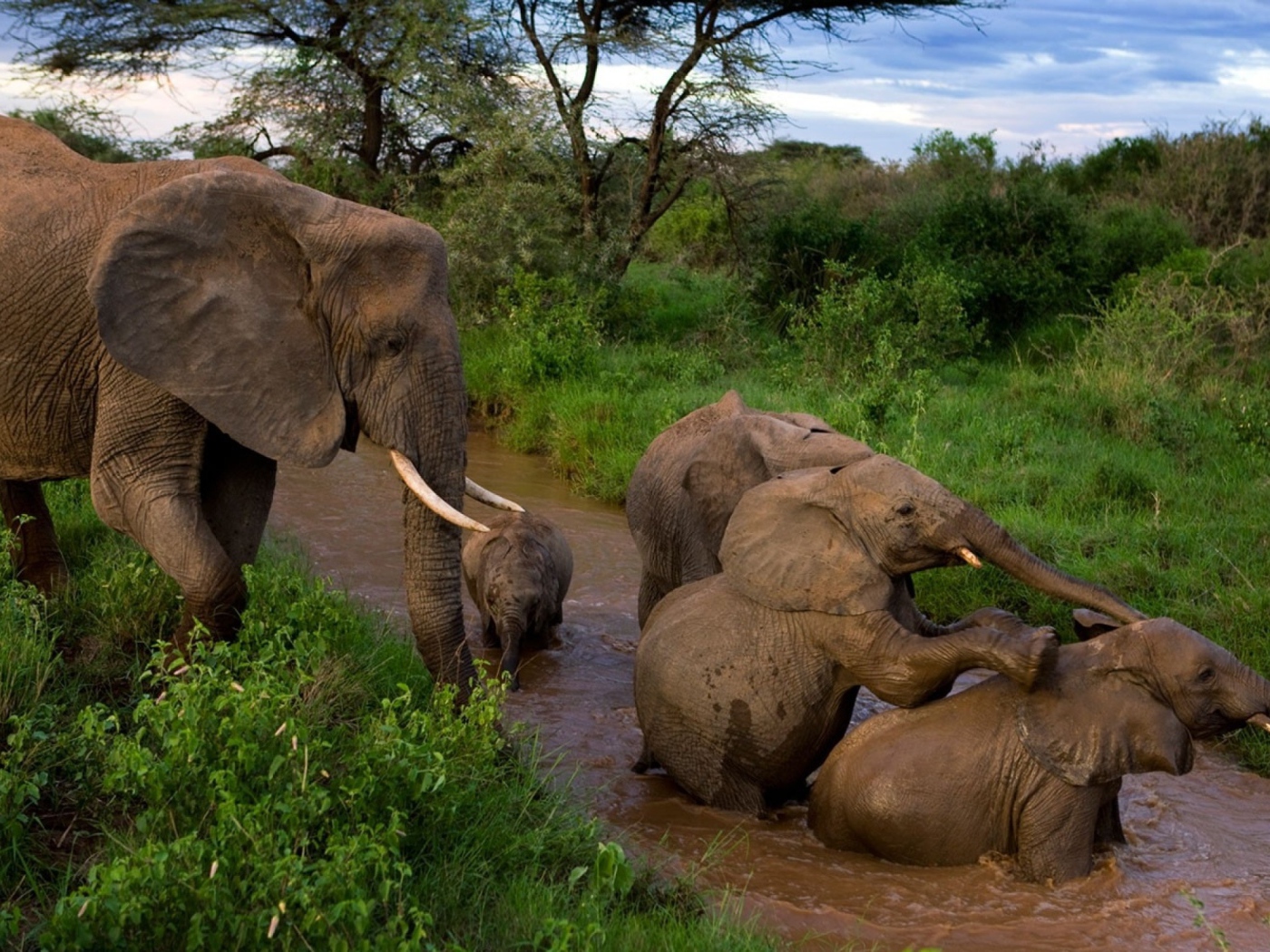 Elephants bathe