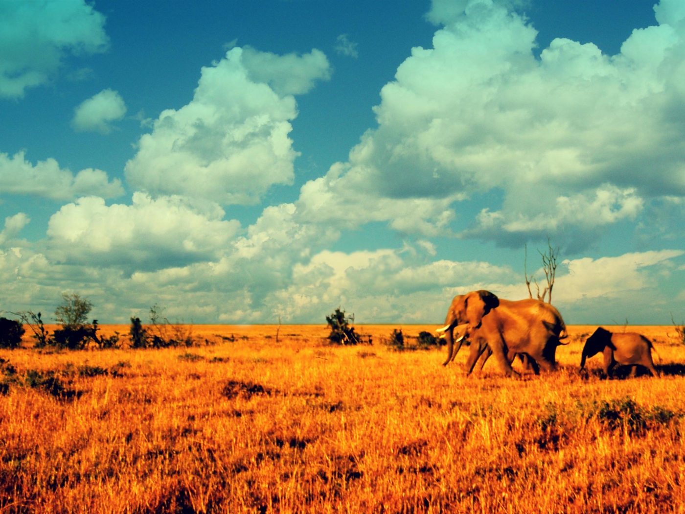 Слоны в саванне