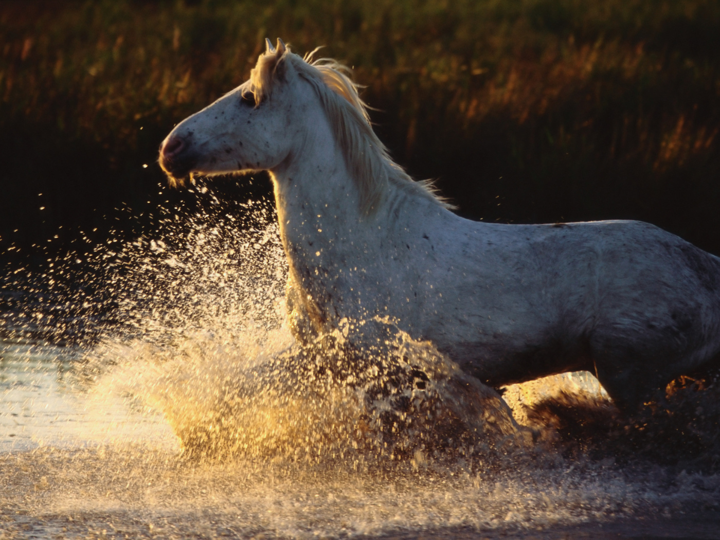 Древние лошади