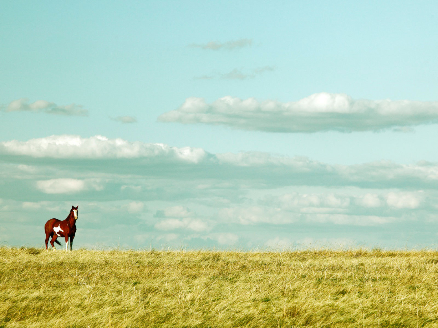 Красивая лошадь в поле