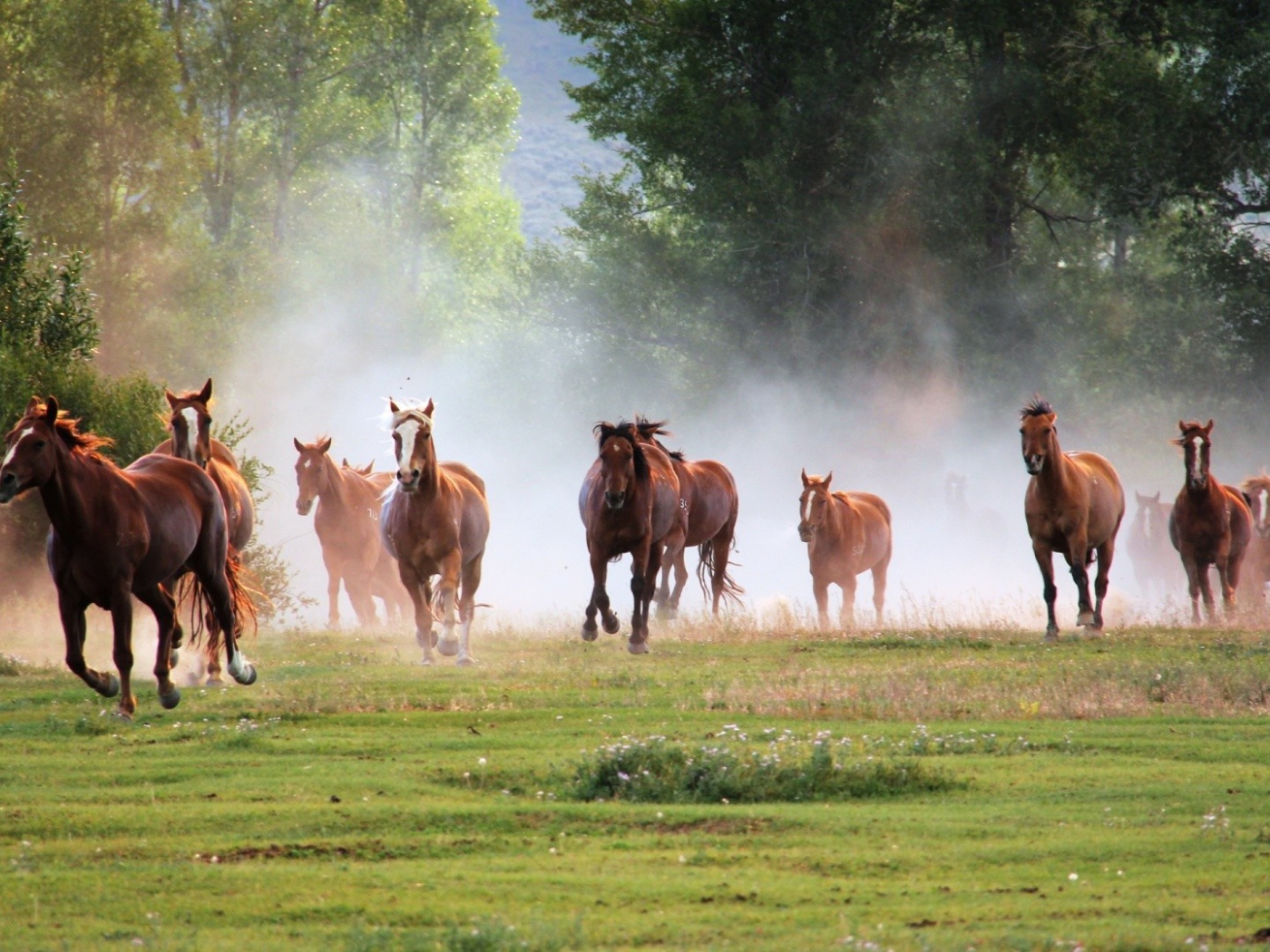 Большой табун лошадей