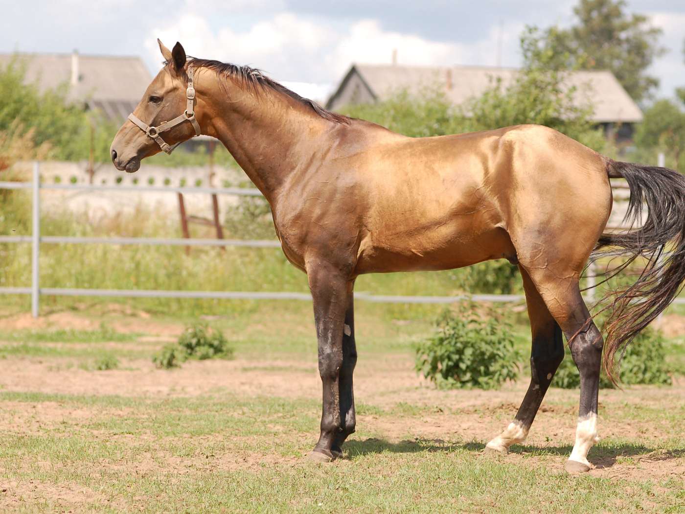 Буденновская лошадь