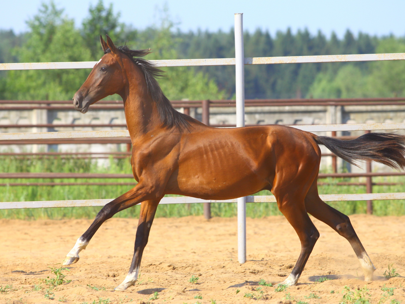 Донская лошадь