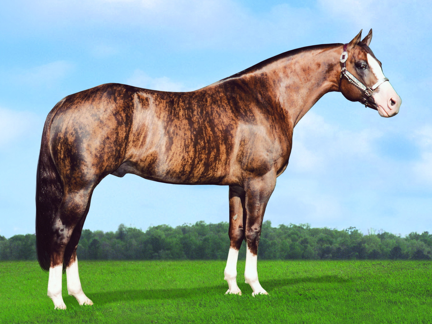 Золотая лошадь