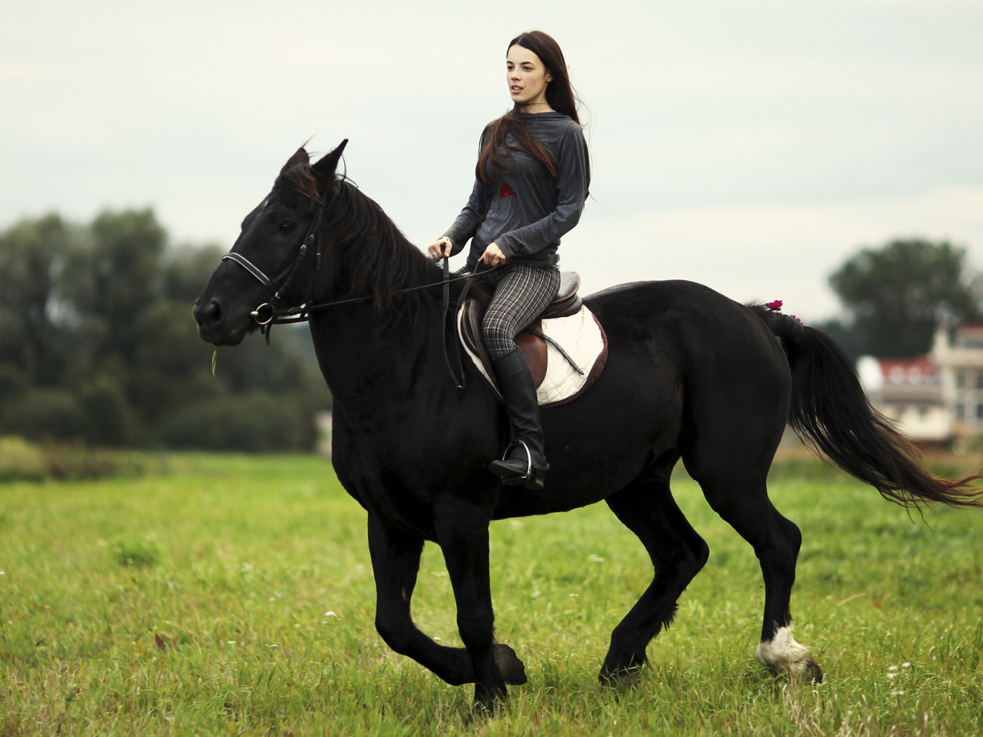 Лошадь со всадником