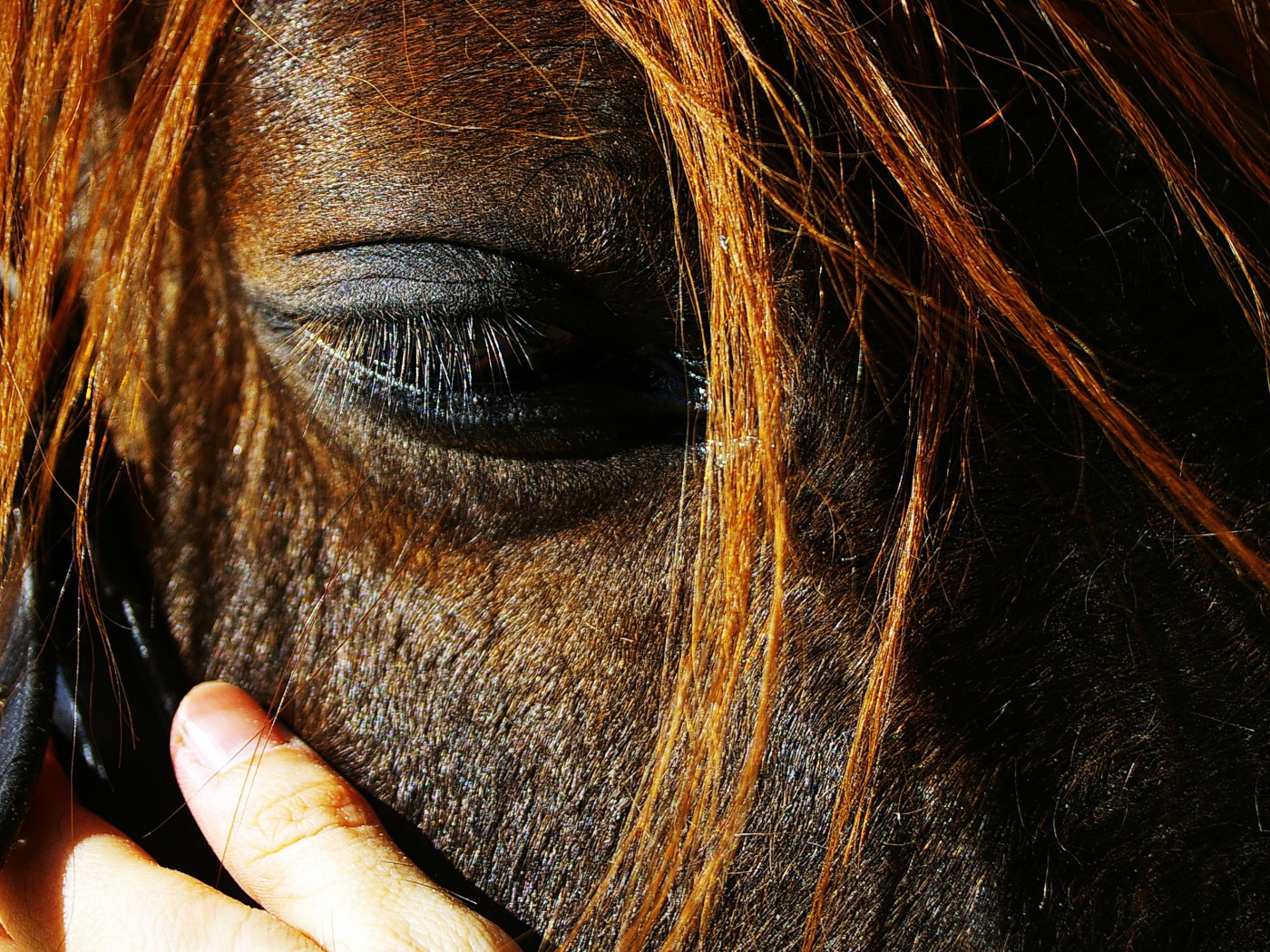 Глаза лошади