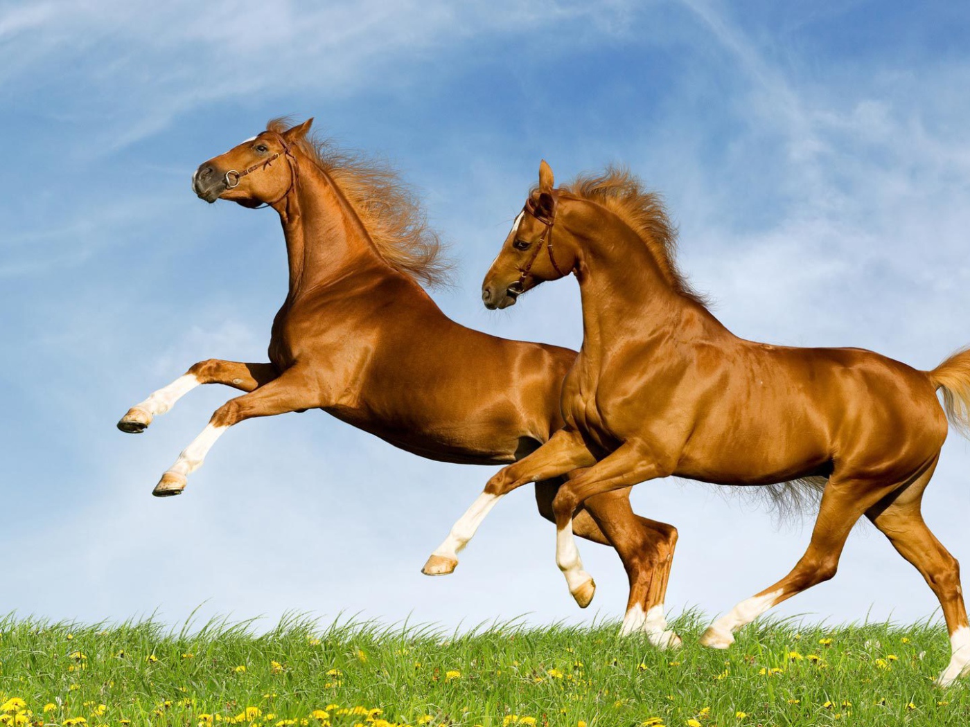 Лошади красивые