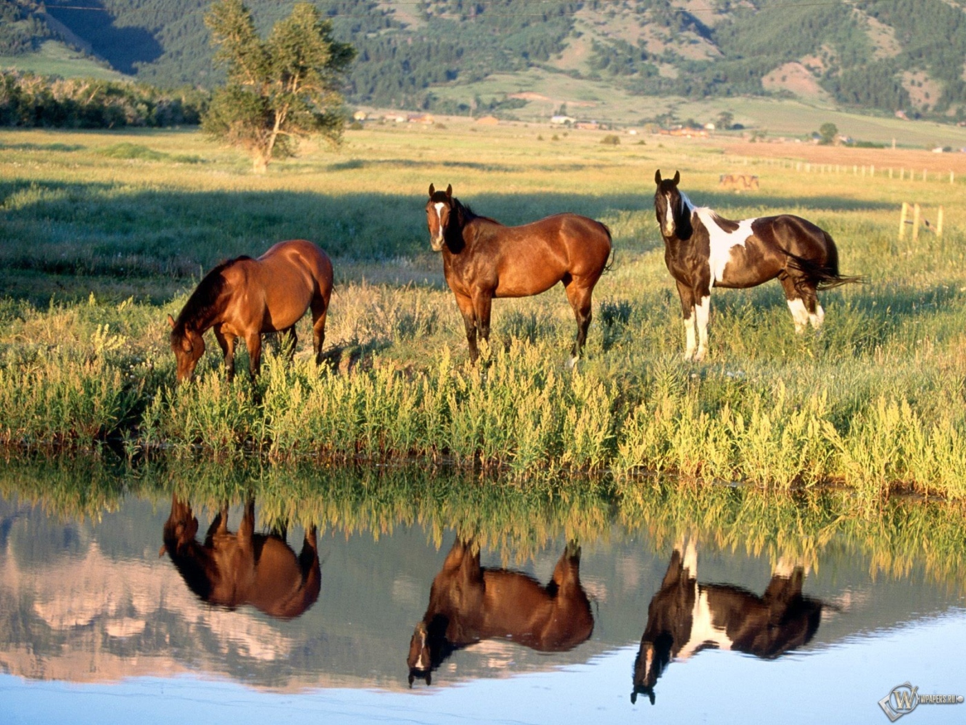 Лошади у ручья