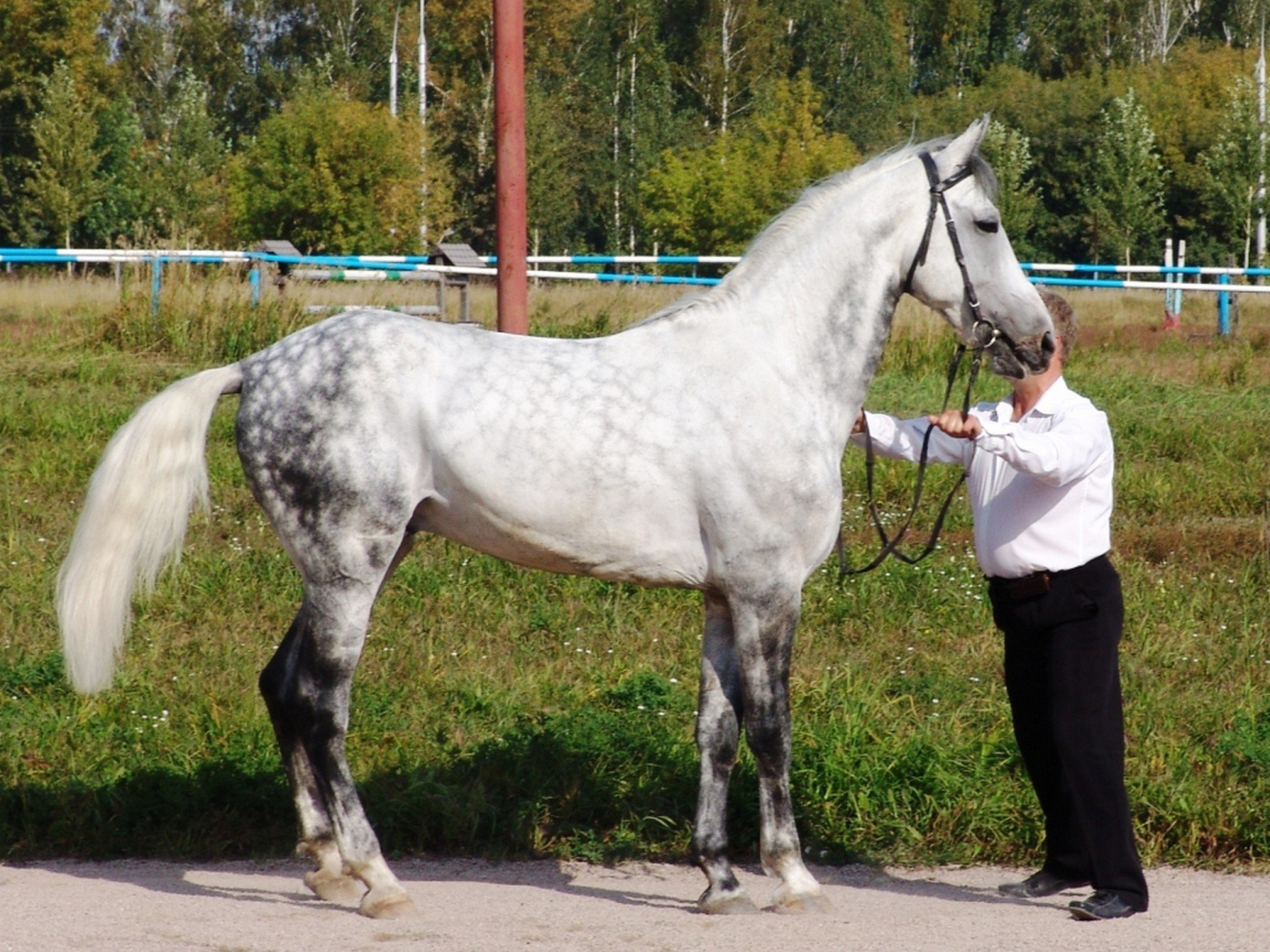 Лошади рысаки