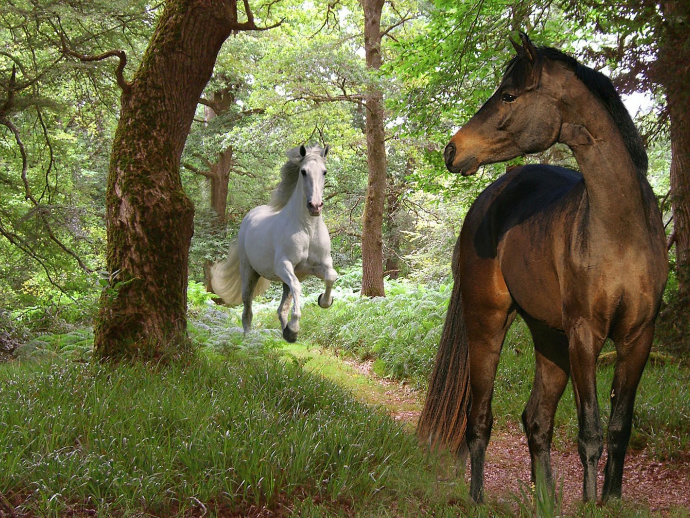 Самые красивые лошади