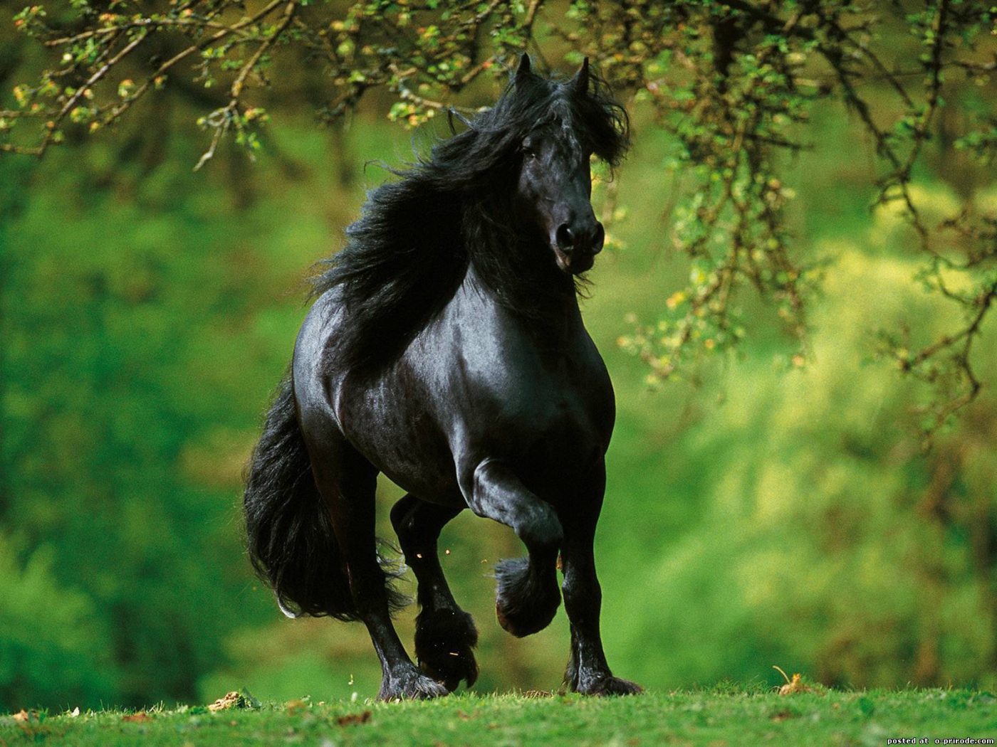 Испанские лошади