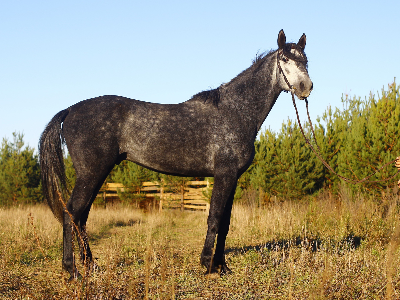 Рысистые лошади