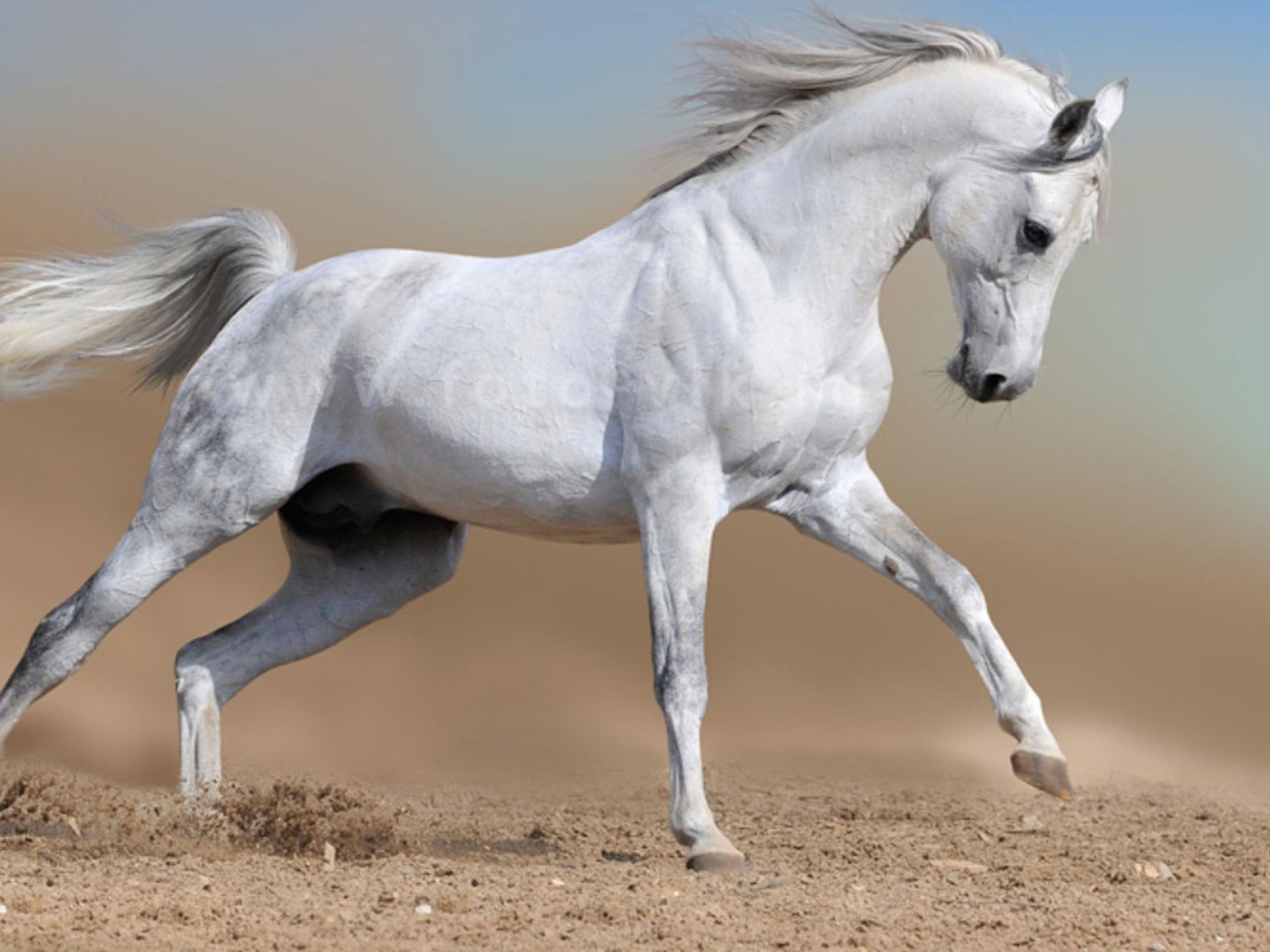 White horse runs