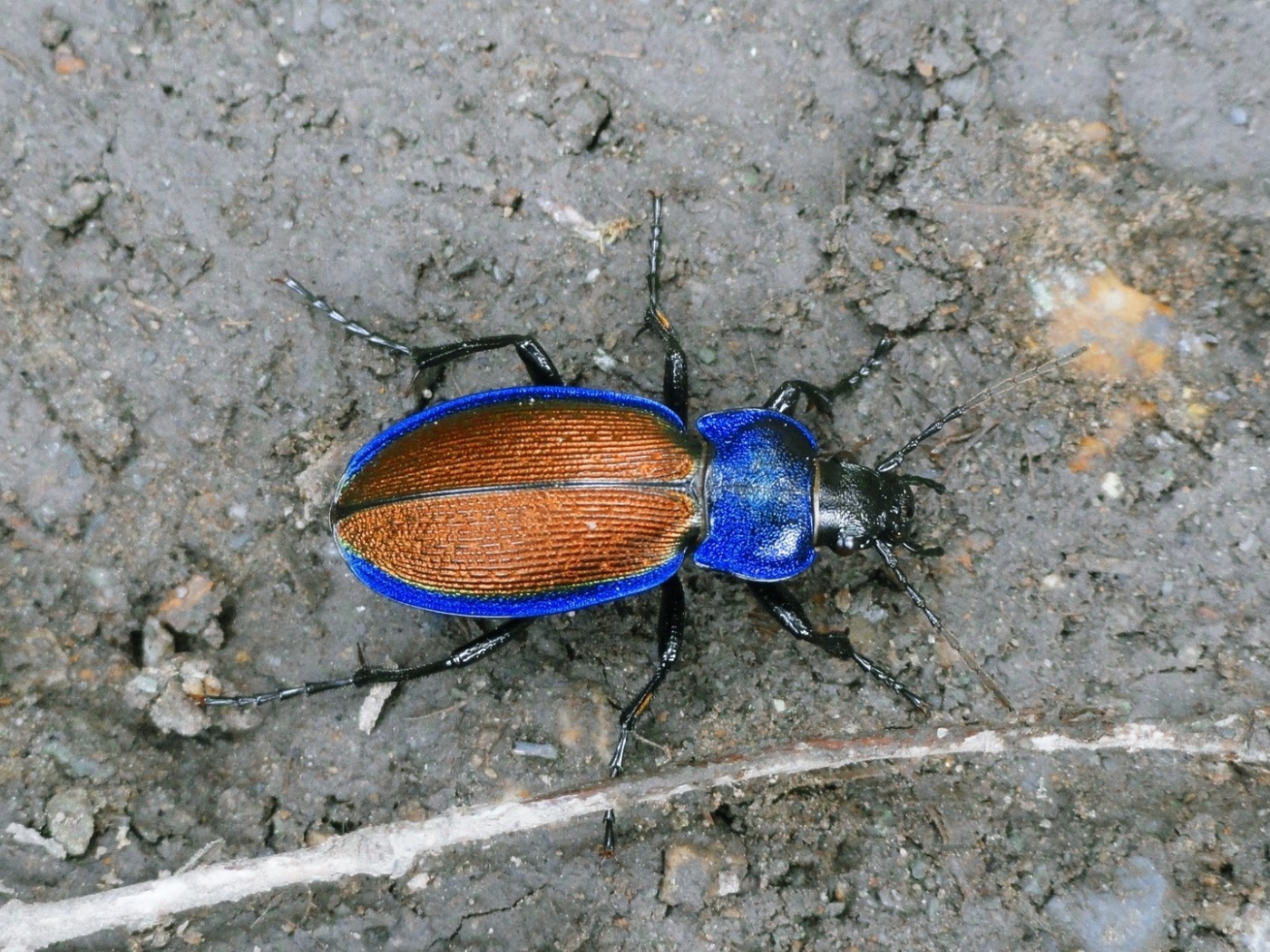 Синий жук